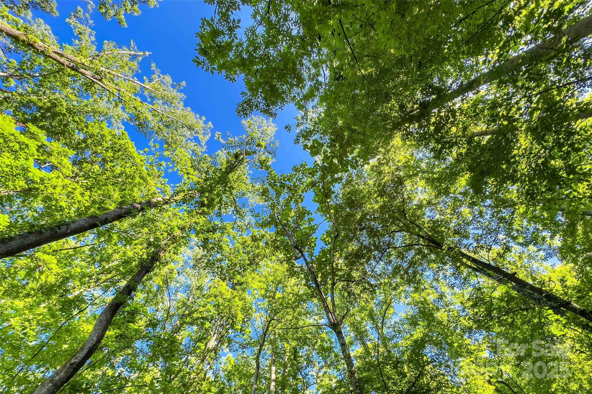 Linville Falls Mountain Club and Preserve - Land