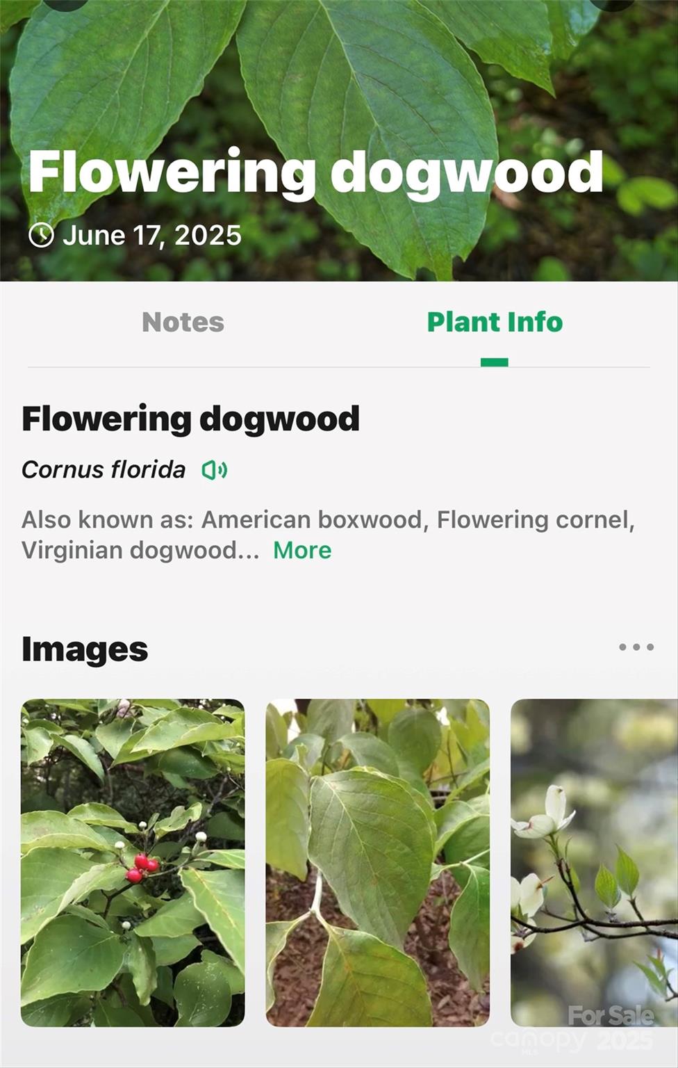 Linville Falls Mountain Club and Preserve - Land