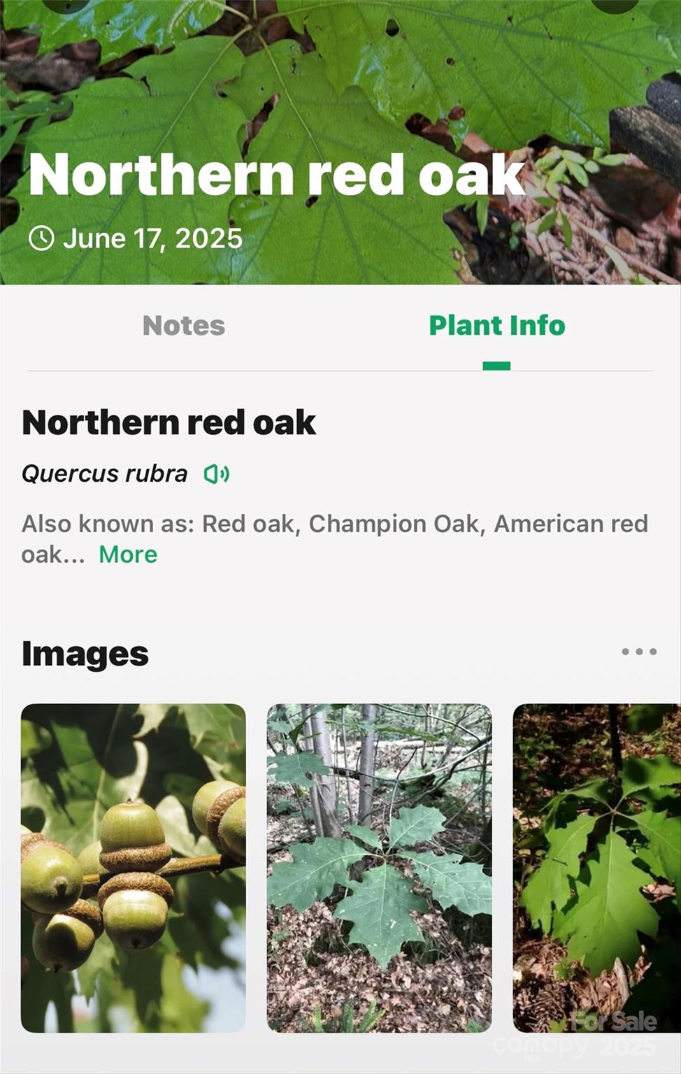 Linville Falls Mountain Club and Preserve - Land