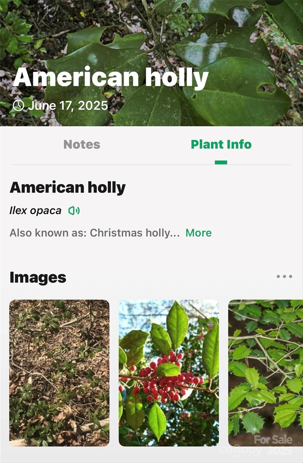 Linville Falls Mountain Club and Preserve - Land