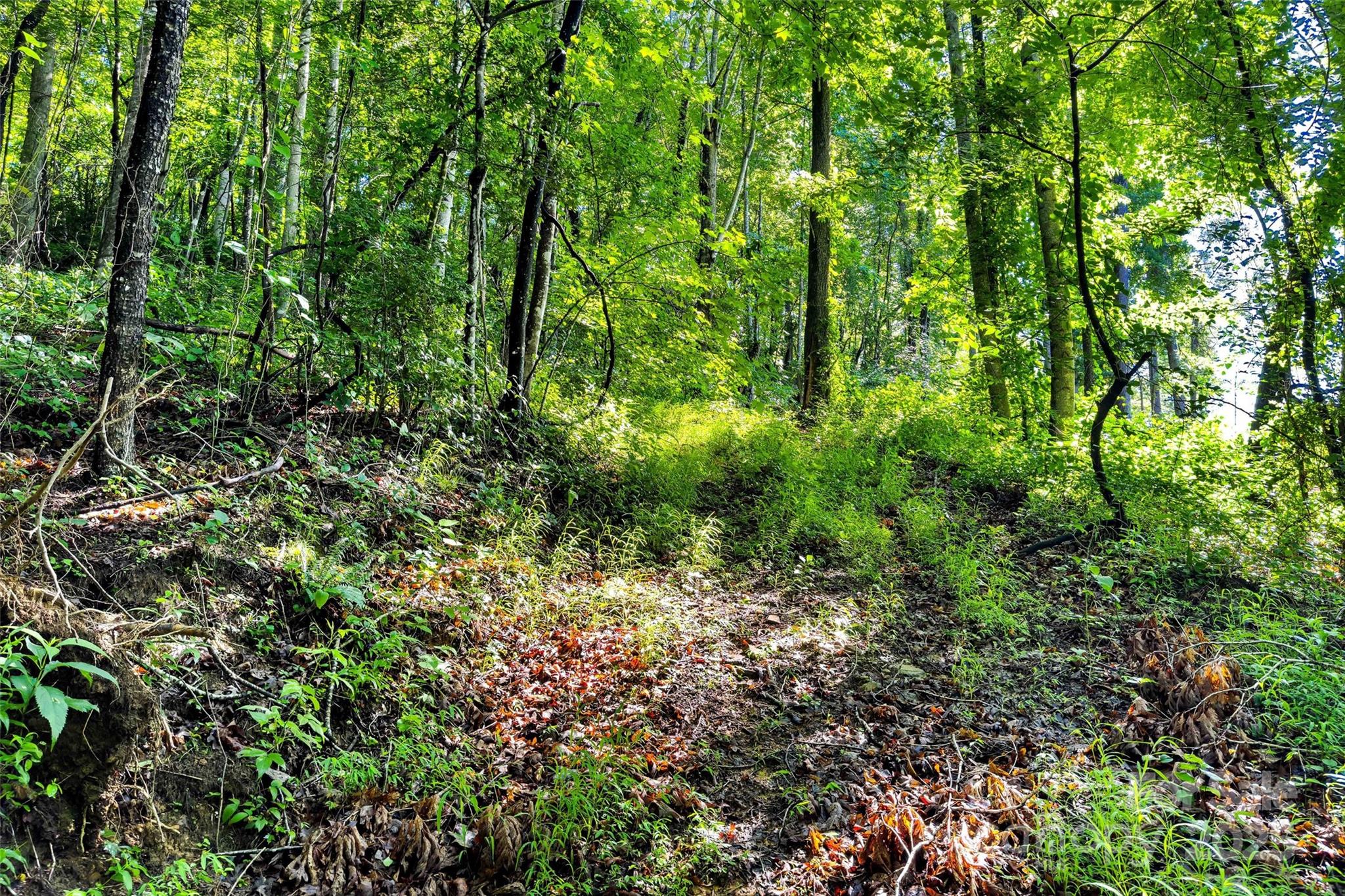 Linville Falls Mountain Club and Preserve - Land