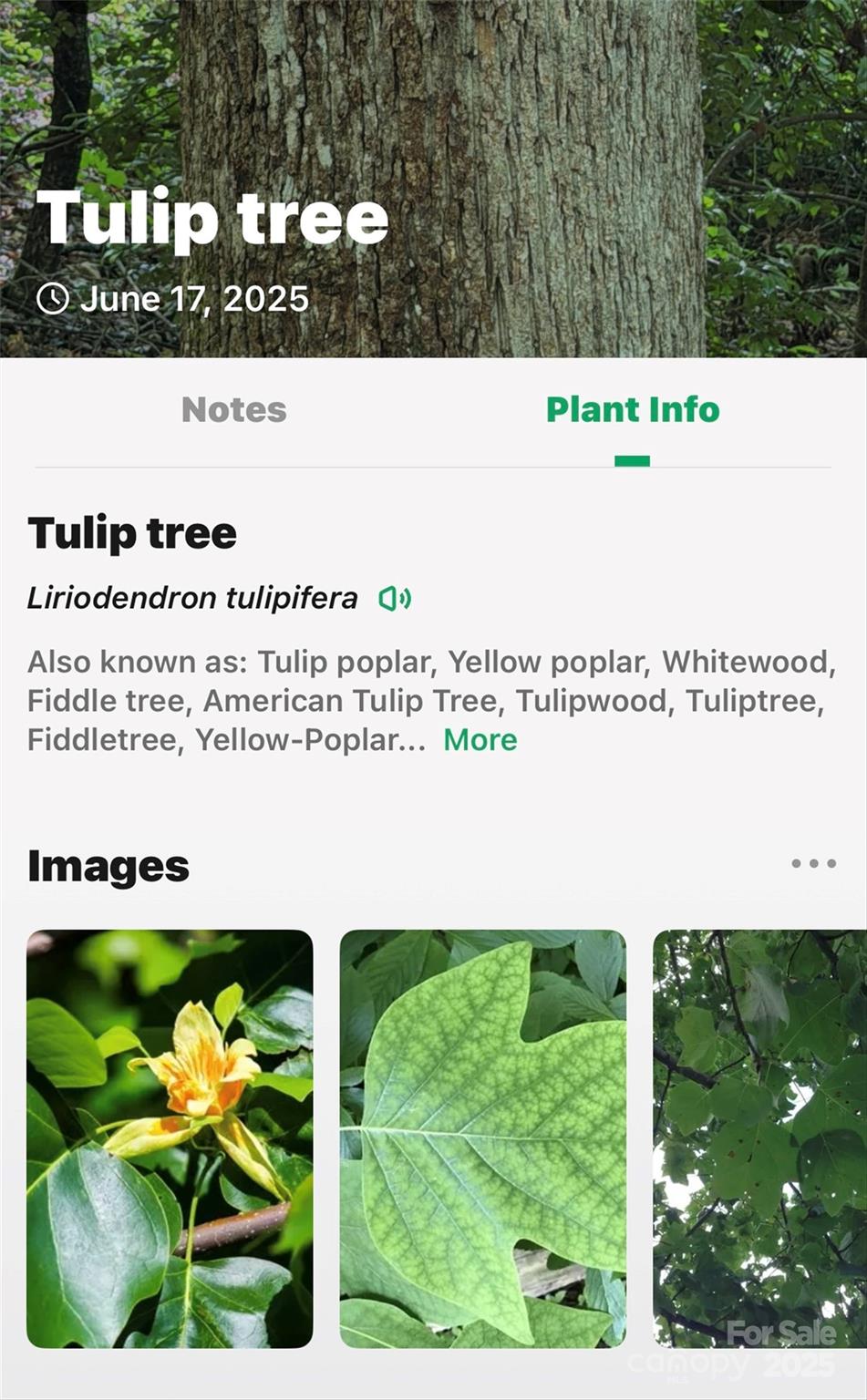 Linville Falls Mountain Club and Preserve - Land