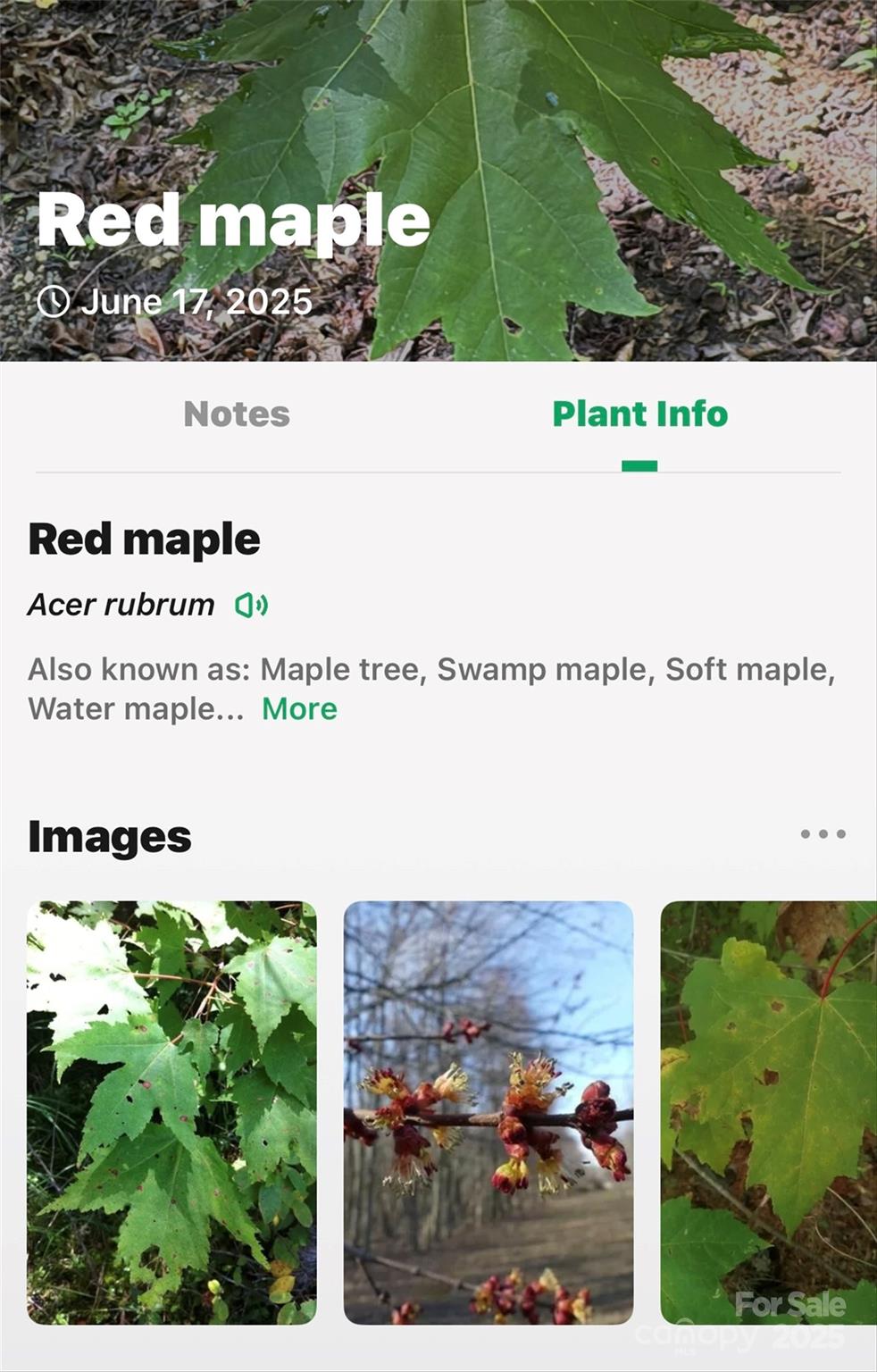 Linville Falls Mountain Club and Preserve - Land