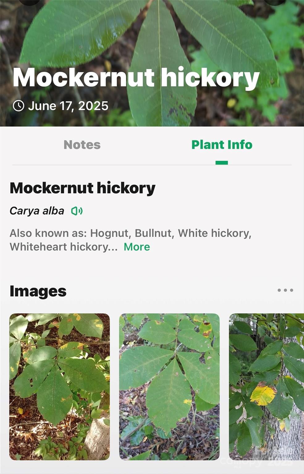 Linville Falls Mountain Club and Preserve - Land