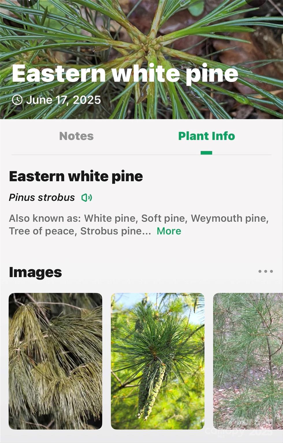 Linville Falls Mountain Club and Preserve - Land