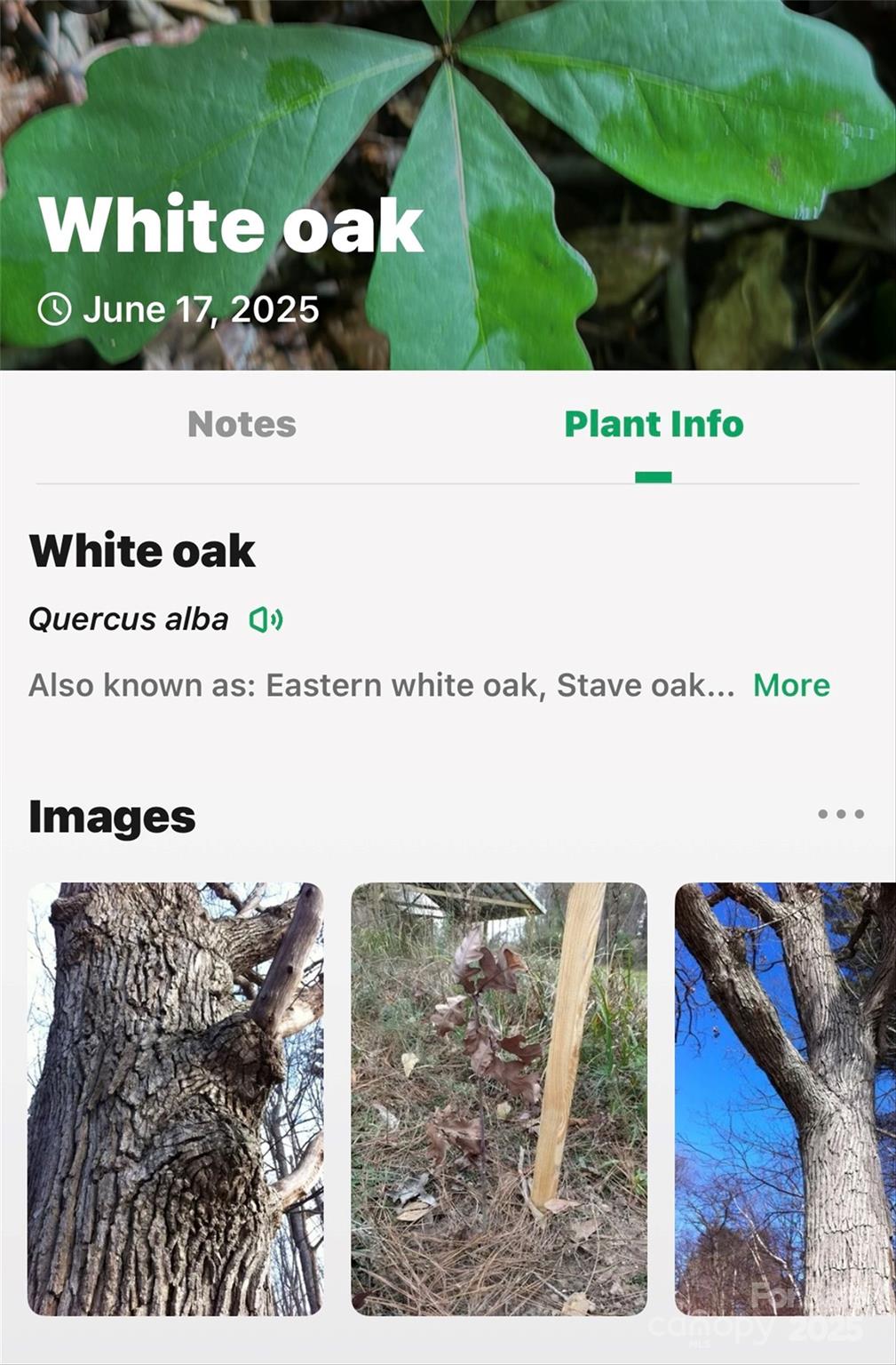 Linville Falls Mountain Club and Preserve - Land