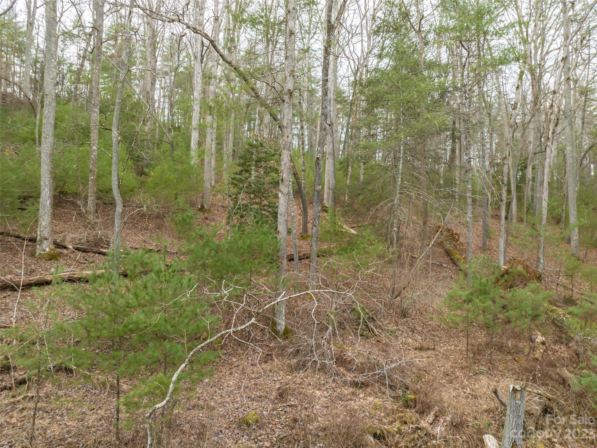 Biltmore Forest - Land