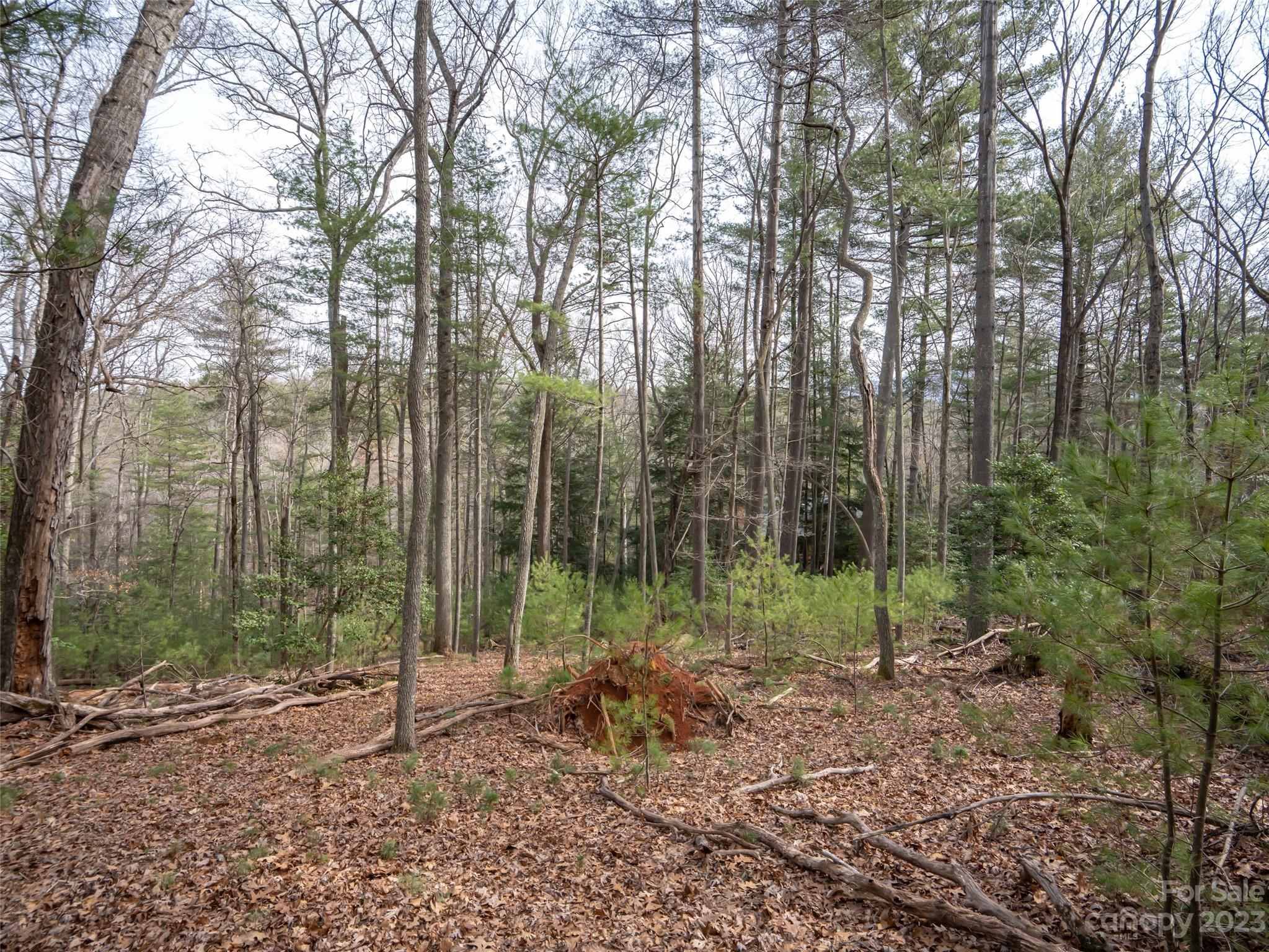 Biltmore Forest - Land