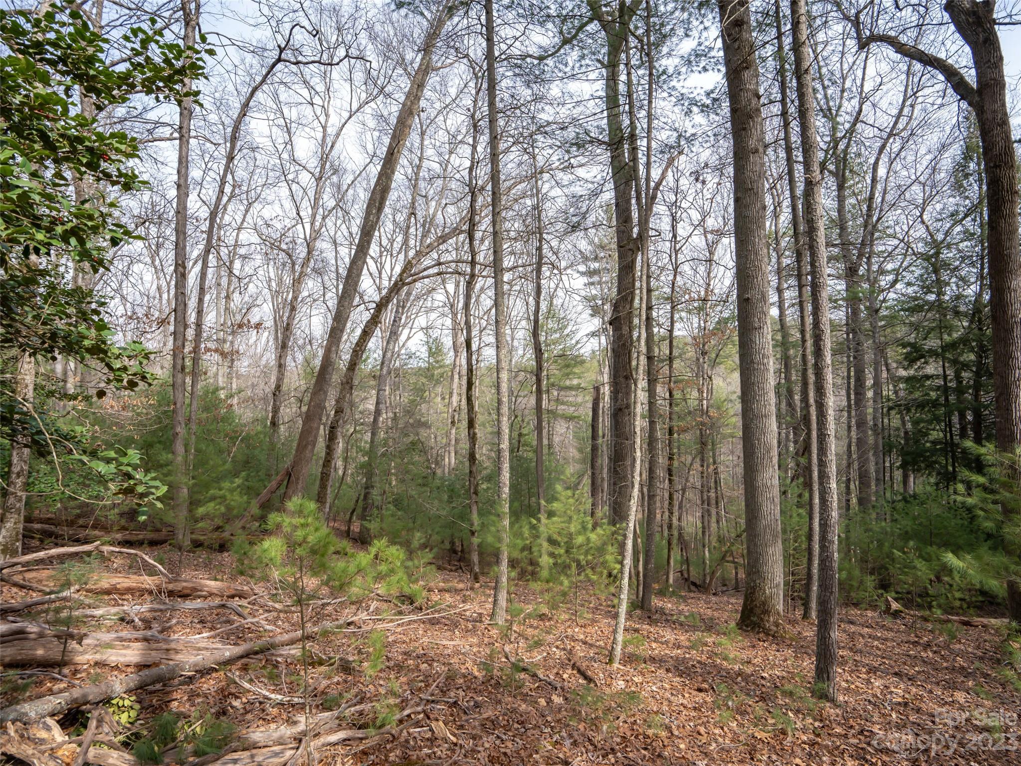 Biltmore Forest - Land