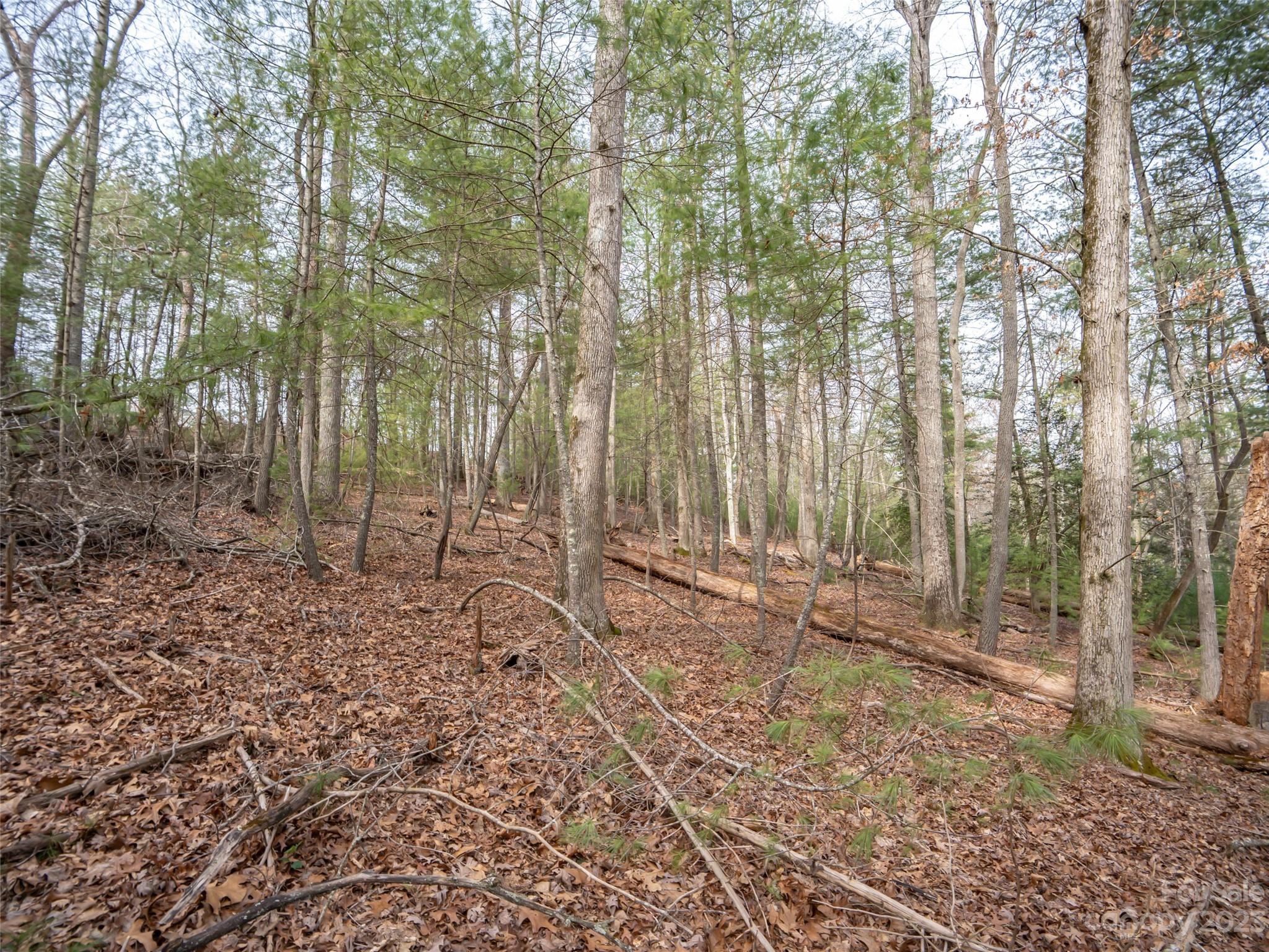 Biltmore Forest - Land