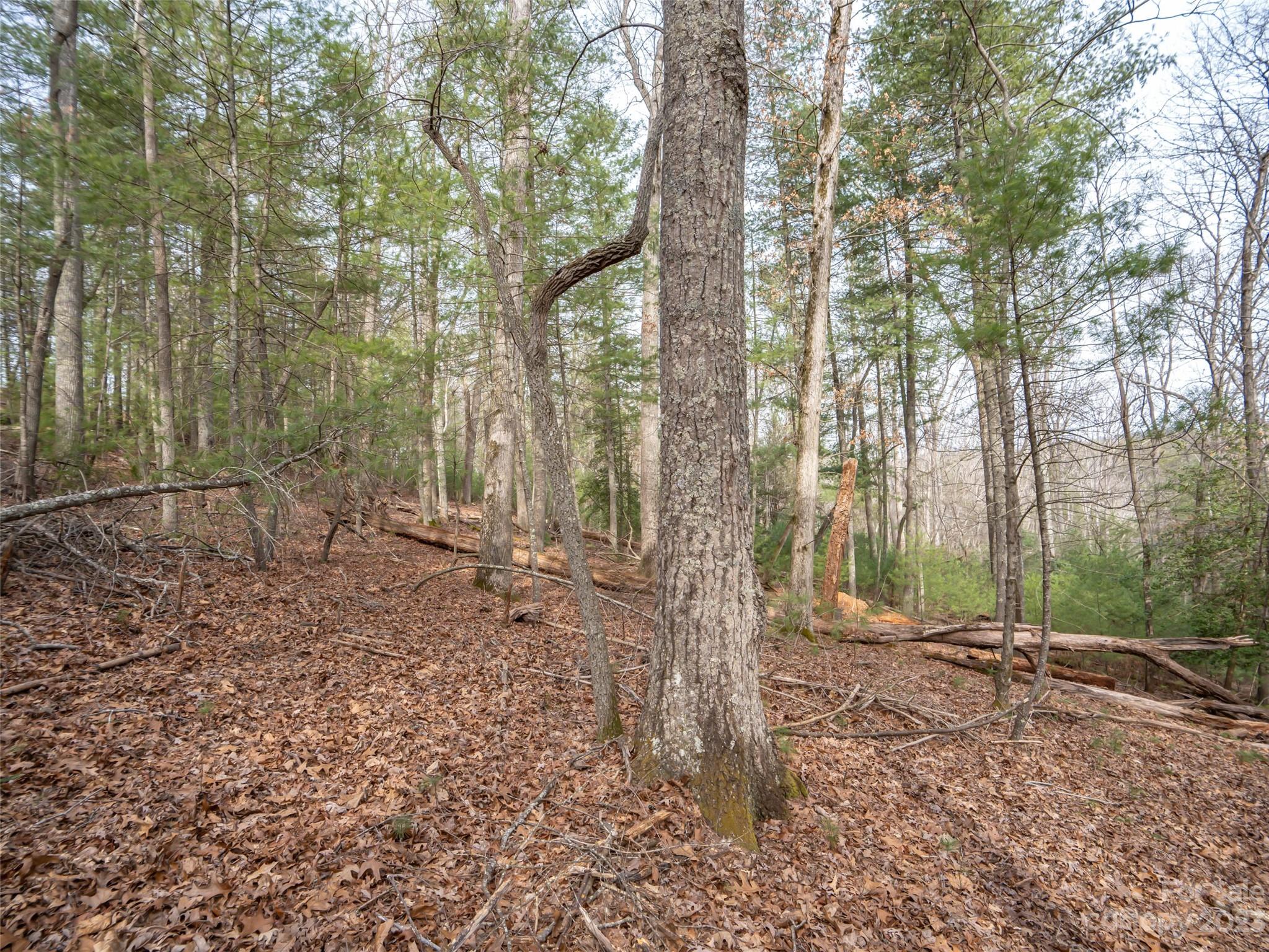 Biltmore Forest - Land