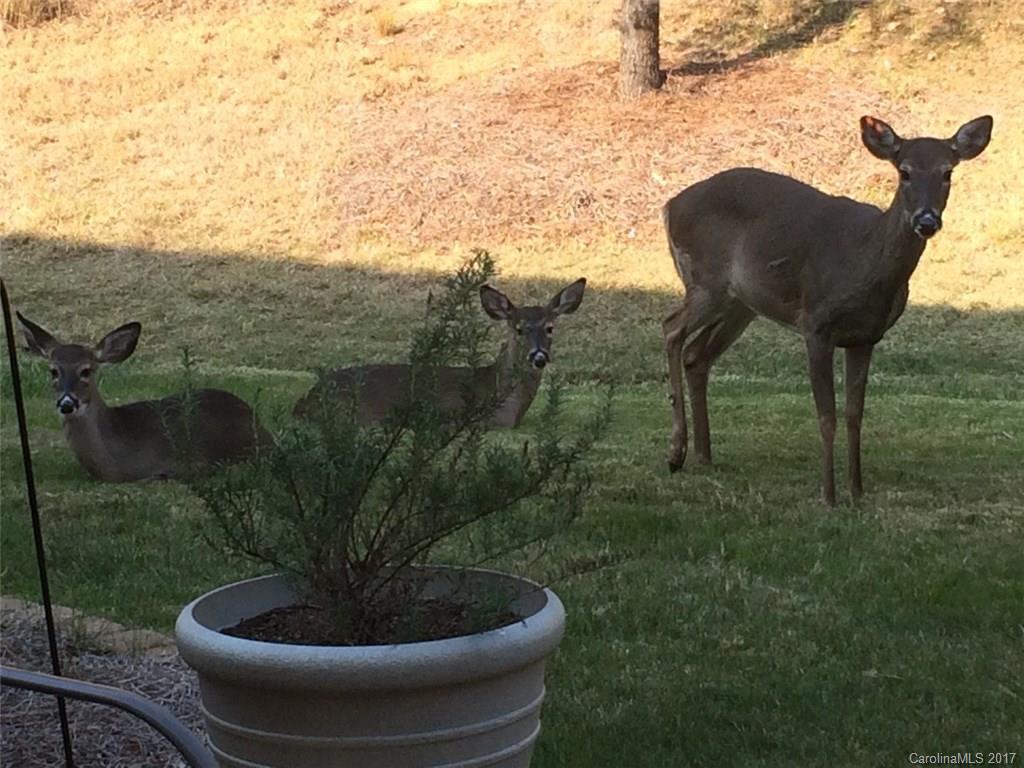 Lake Shore On Lake Wylie - Residential