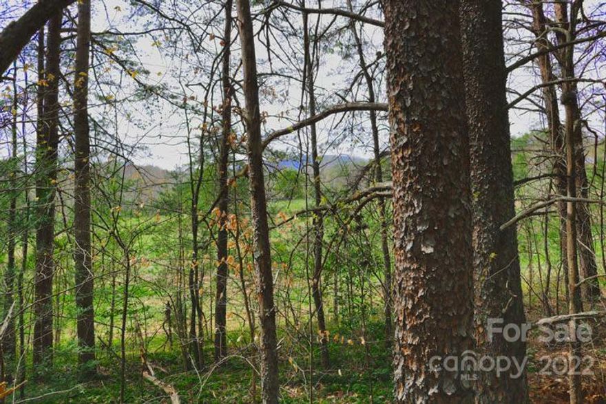As you walk onto this wooded parcel from the paved road, it's covered with Creeping Cedar ground cover. The land initially sits below the road, but almost immediately rises to form a large dome of near-level land, perfect for building.
Just a tenth-acre shy of three, this wooded land has a great price tag for property around Lake Lure, it's large and offers plenty of level, usable land. It also offers privacy and room for nearly anything you might want to do.
Still in it's natural state, you'll want to wear good walking shoes when you explore this property. You'll be taking a small hike through this wooded property with no discernible trails. It's mostly covered with pines and evergreens, though there are many holly trees and a few other hardwoods sprinkled throughout.