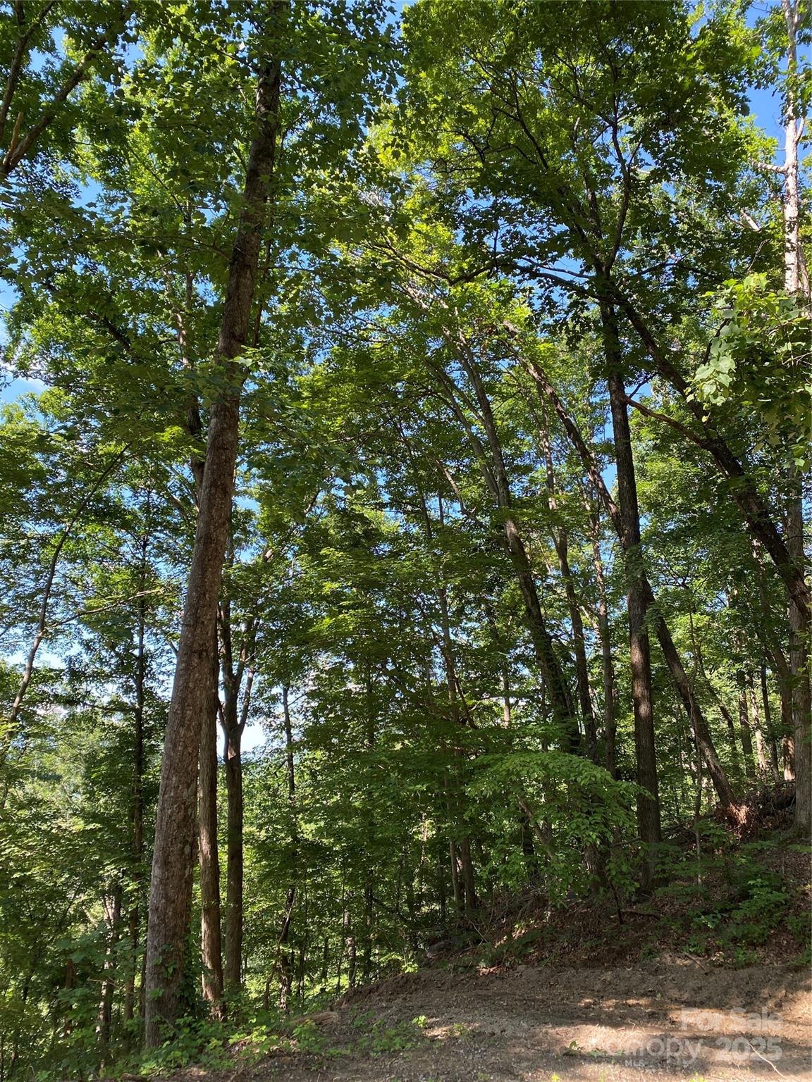 0 Winesap Boulevard 81
