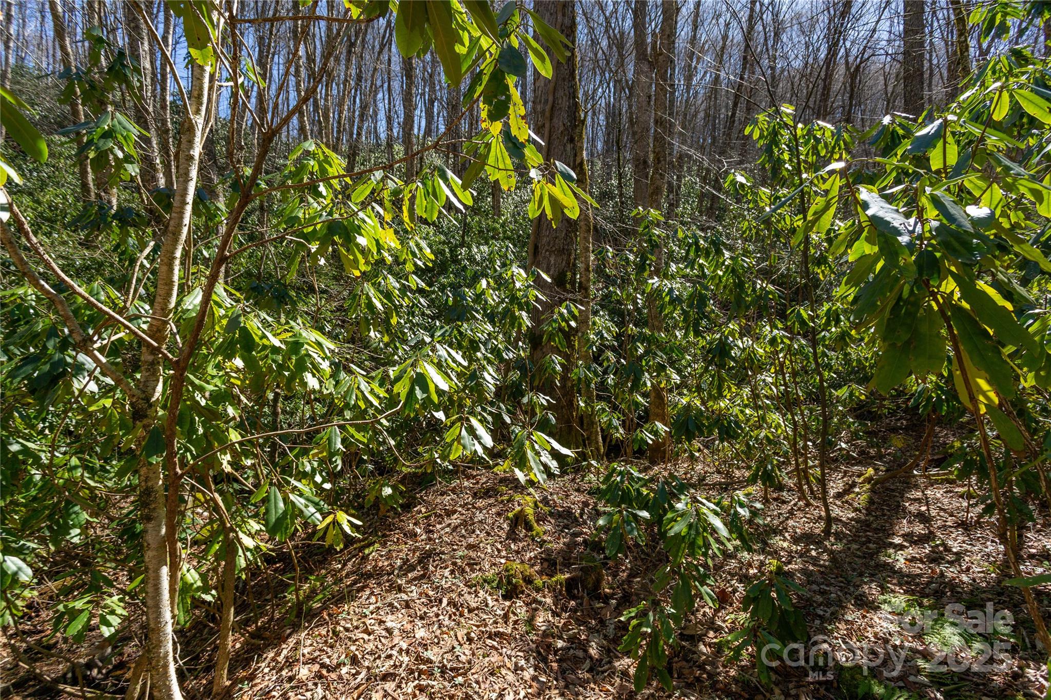 Black Rock Creek - Land