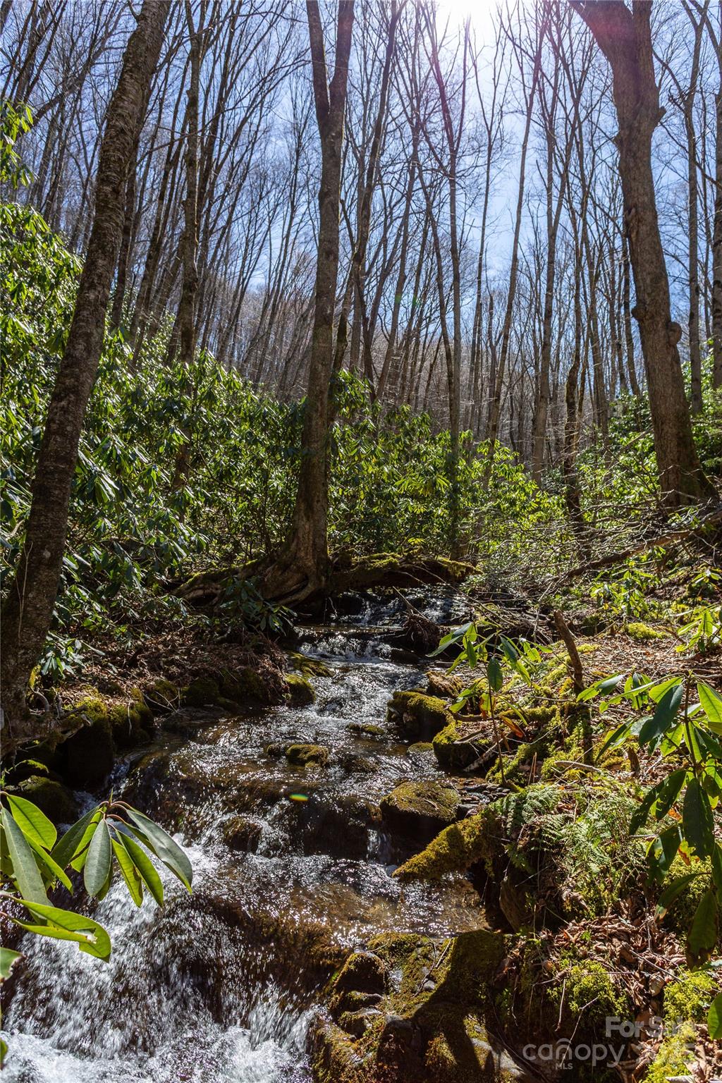 Lot 50 Bearwallow Ridge Trail 50