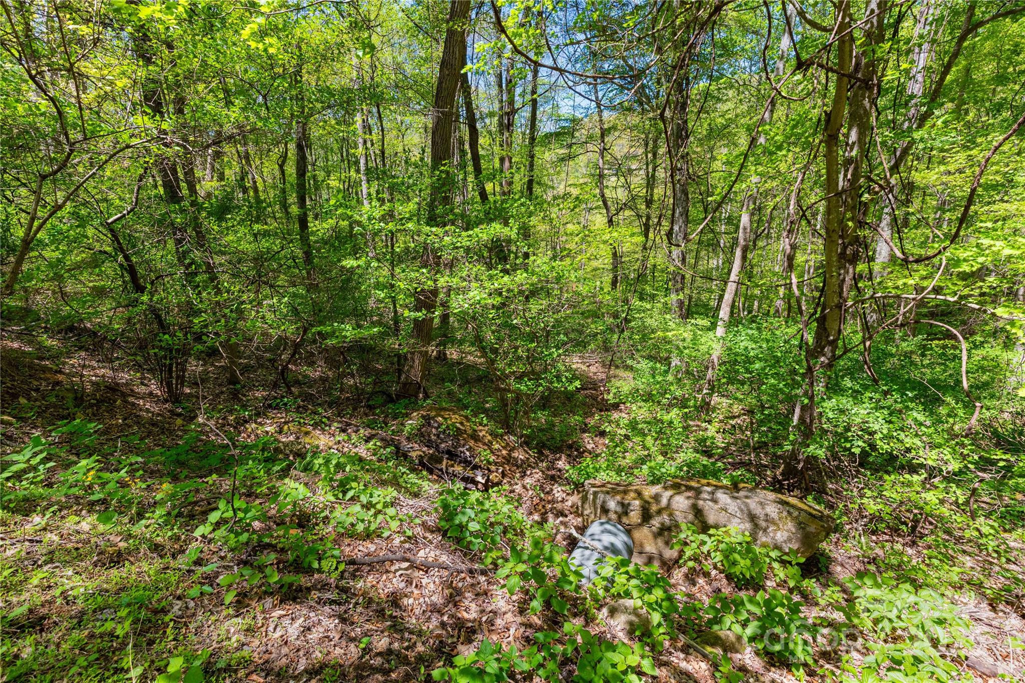 TBD Whispering Woods Path