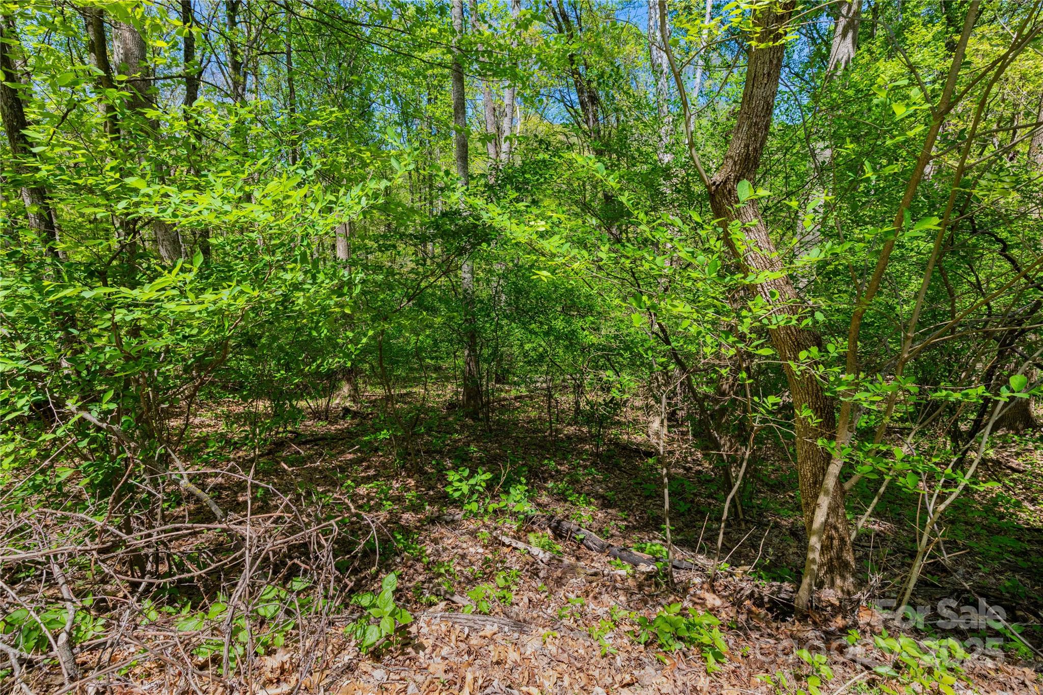 TBD Whispering Woods Path