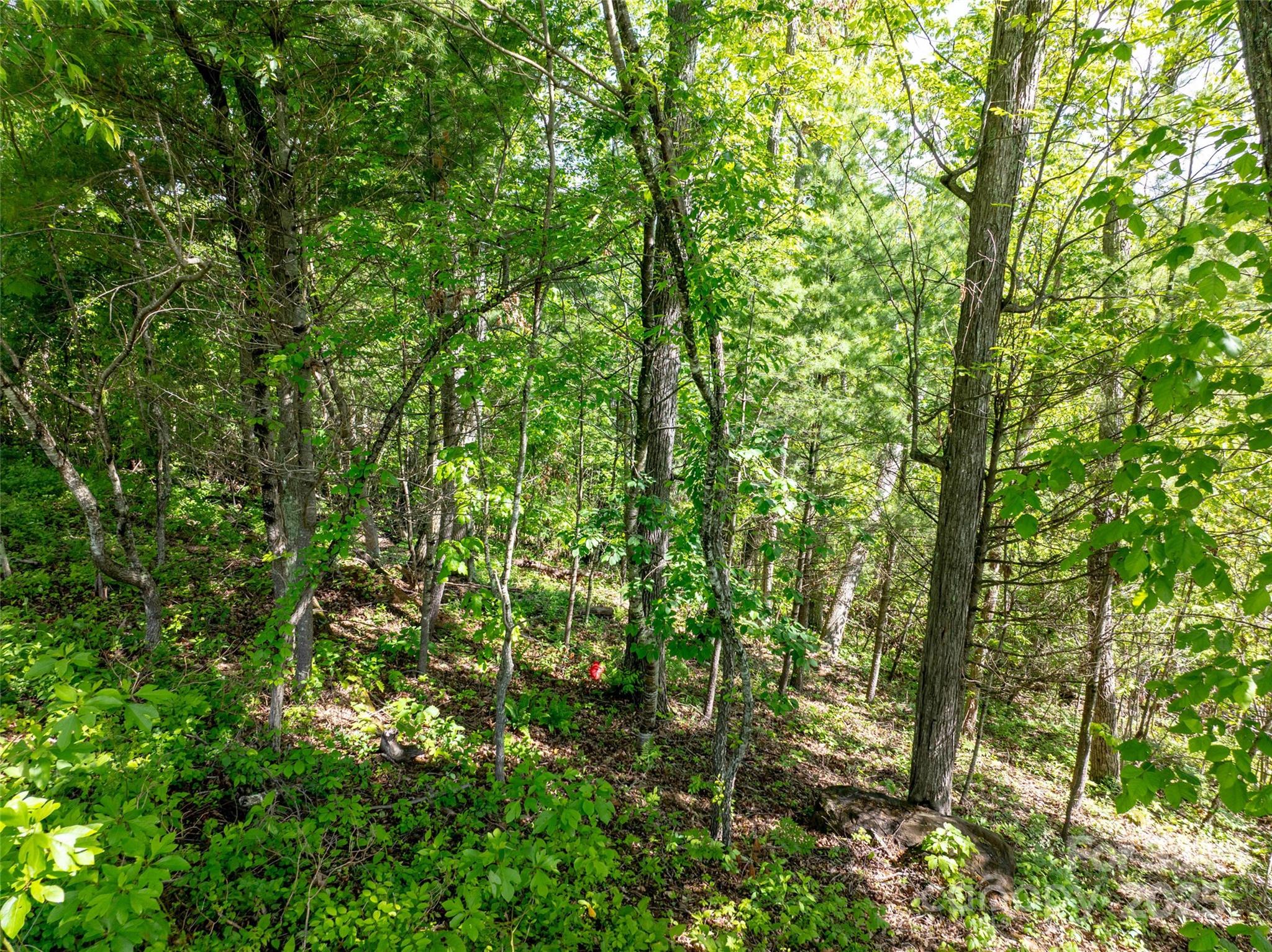 Reynolds Mountain - Land