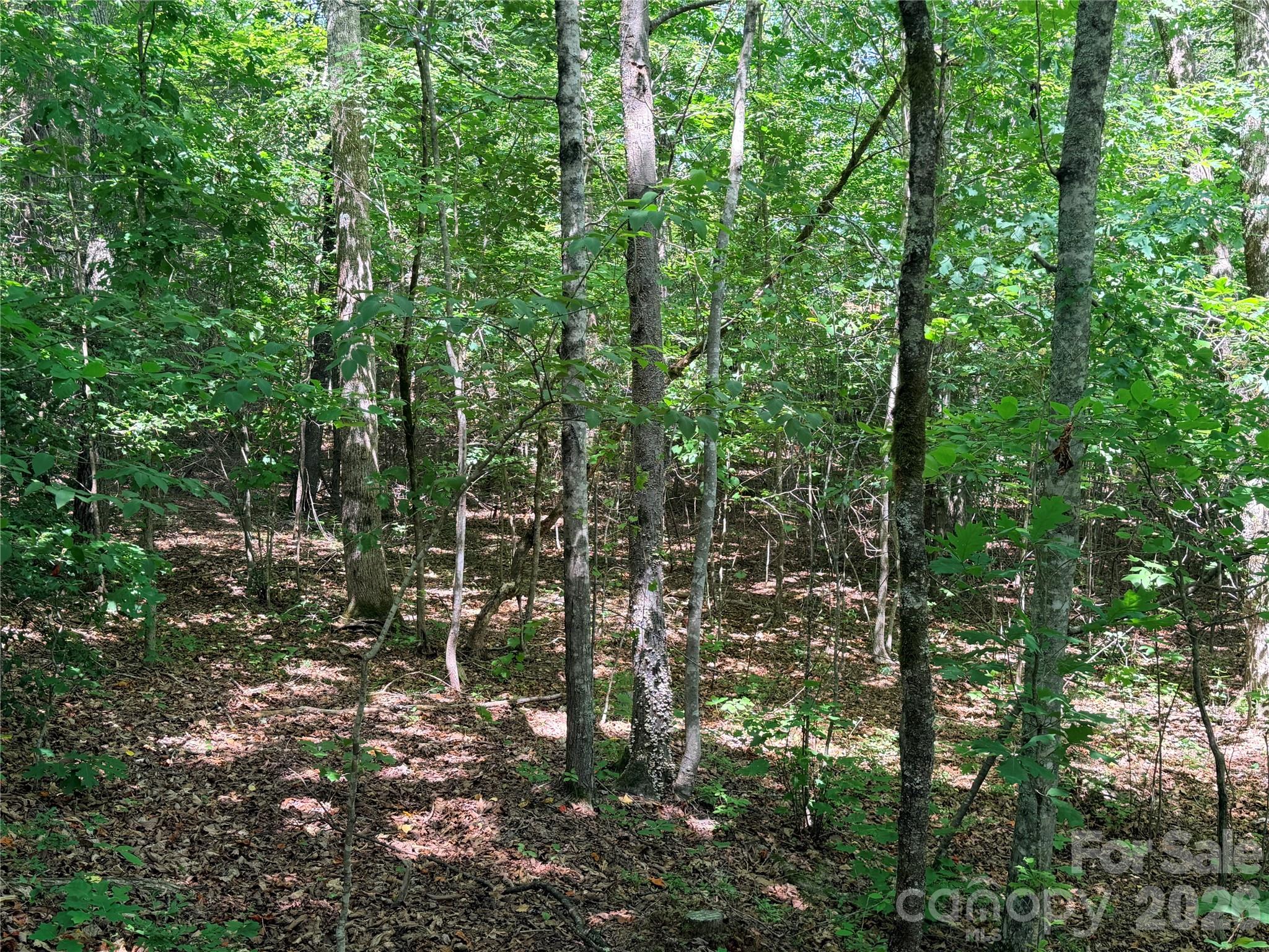 00 Grassy Knob Road 5