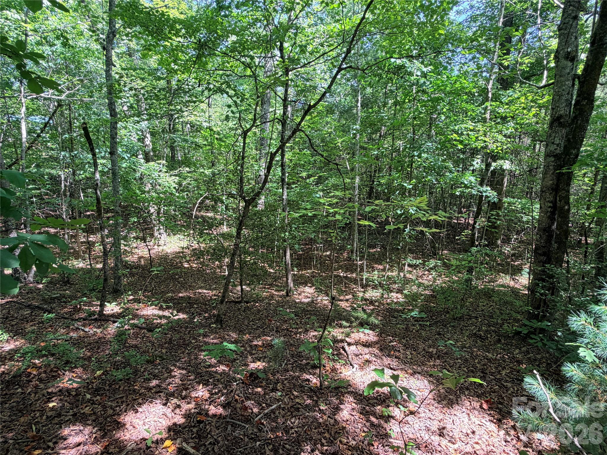 00 Grassy Knob Road 5