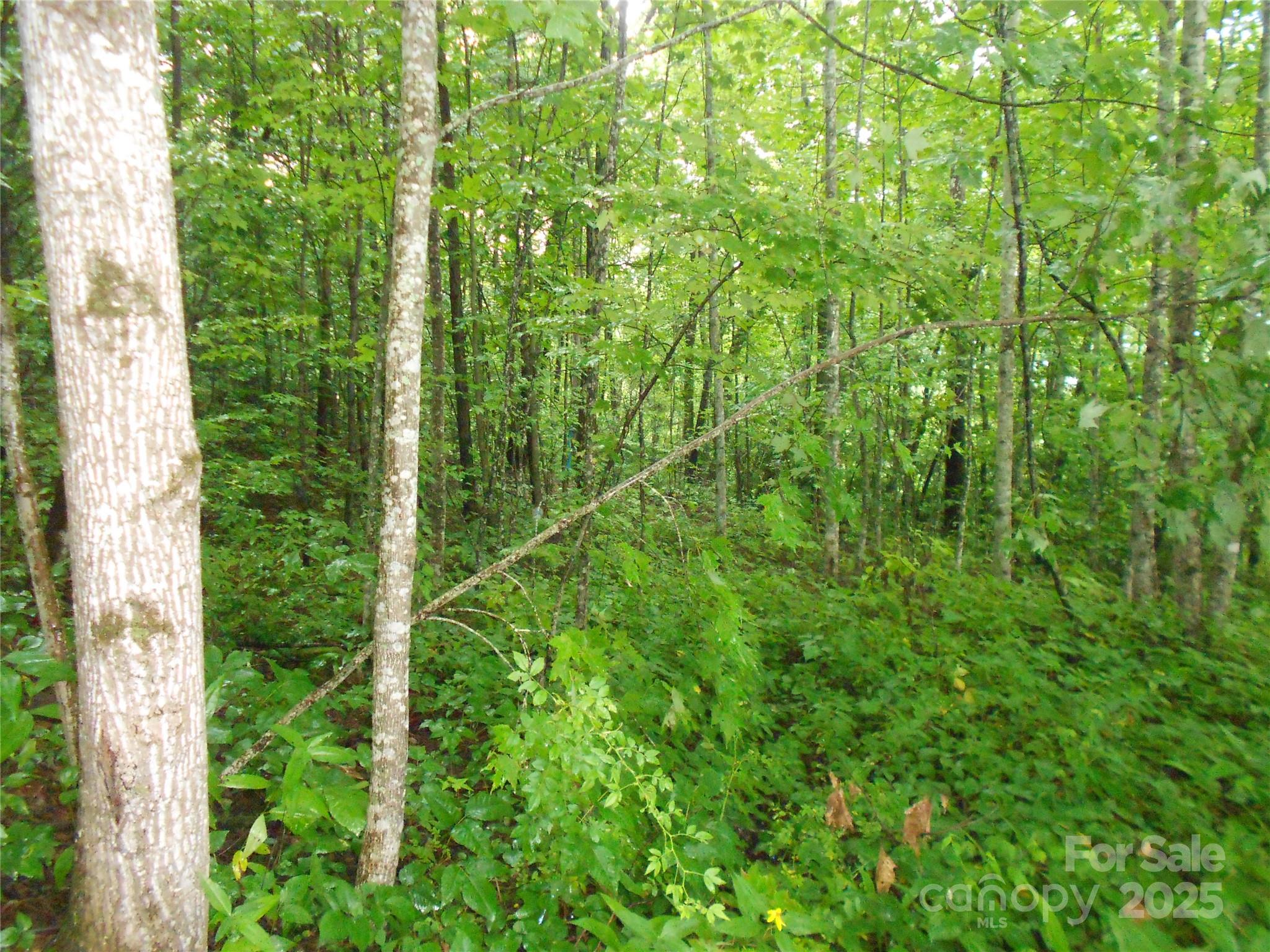 TBD Bald Eagle Drive