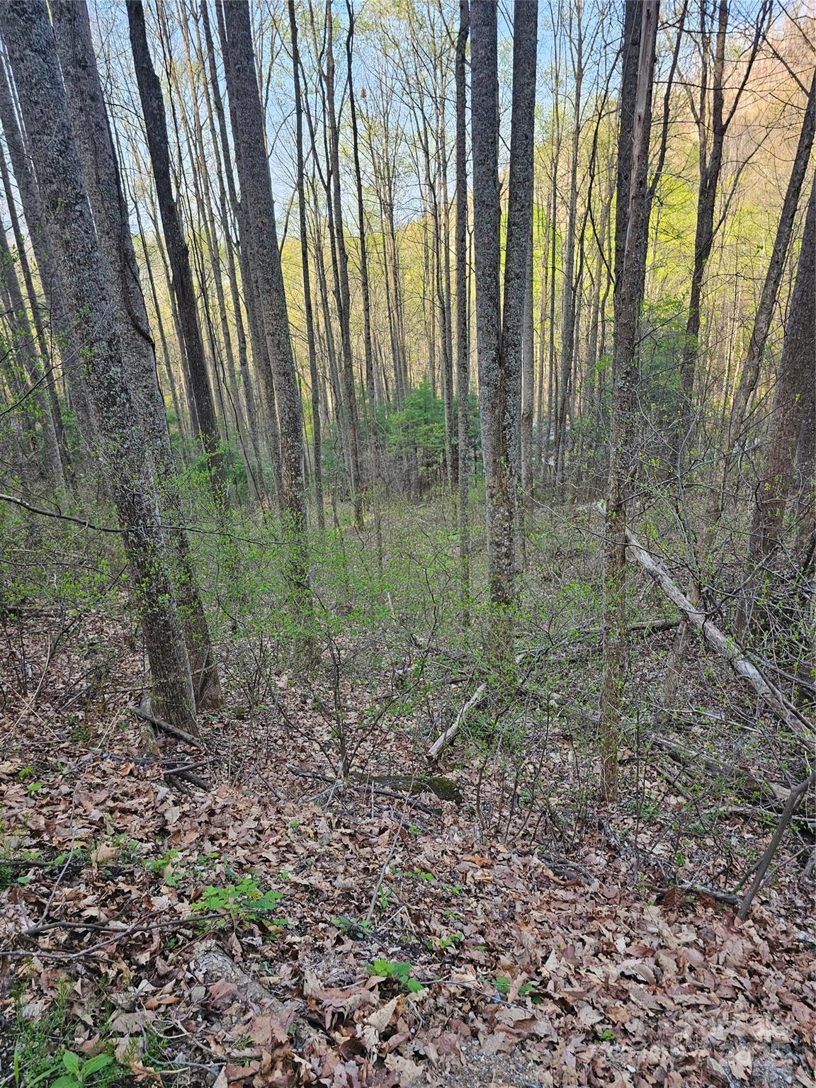 99999 Pink Fox Cove Road