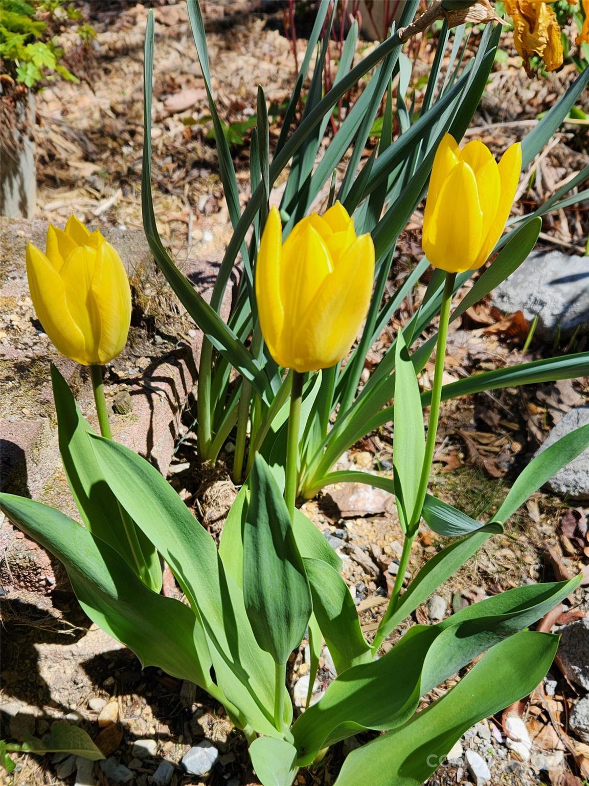 Hickory Hill - Residential