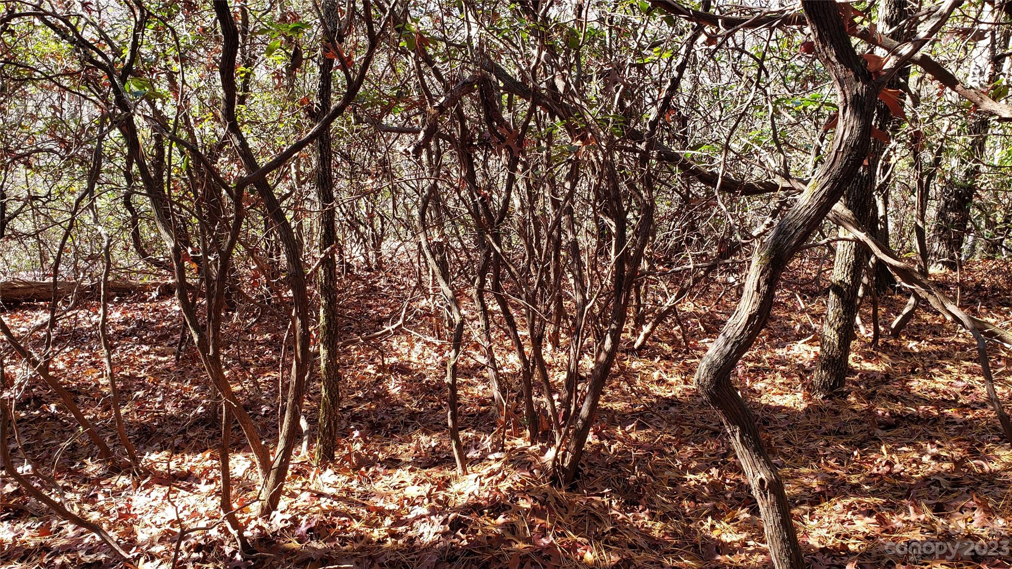 Sequoyah Woods - Land