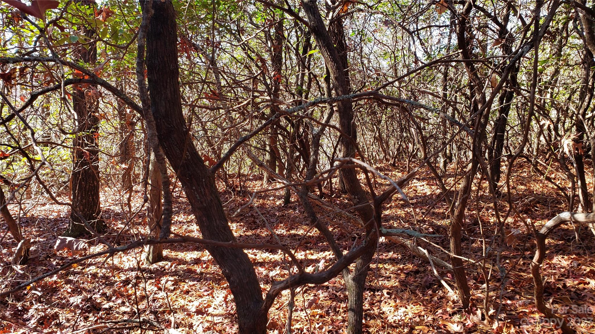 Sequoyah Woods - Land