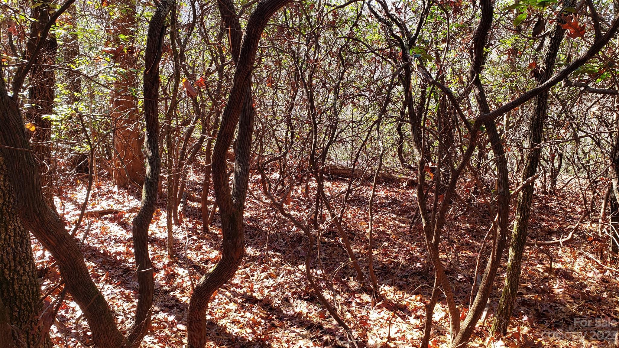 Sequoyah Woods - Land