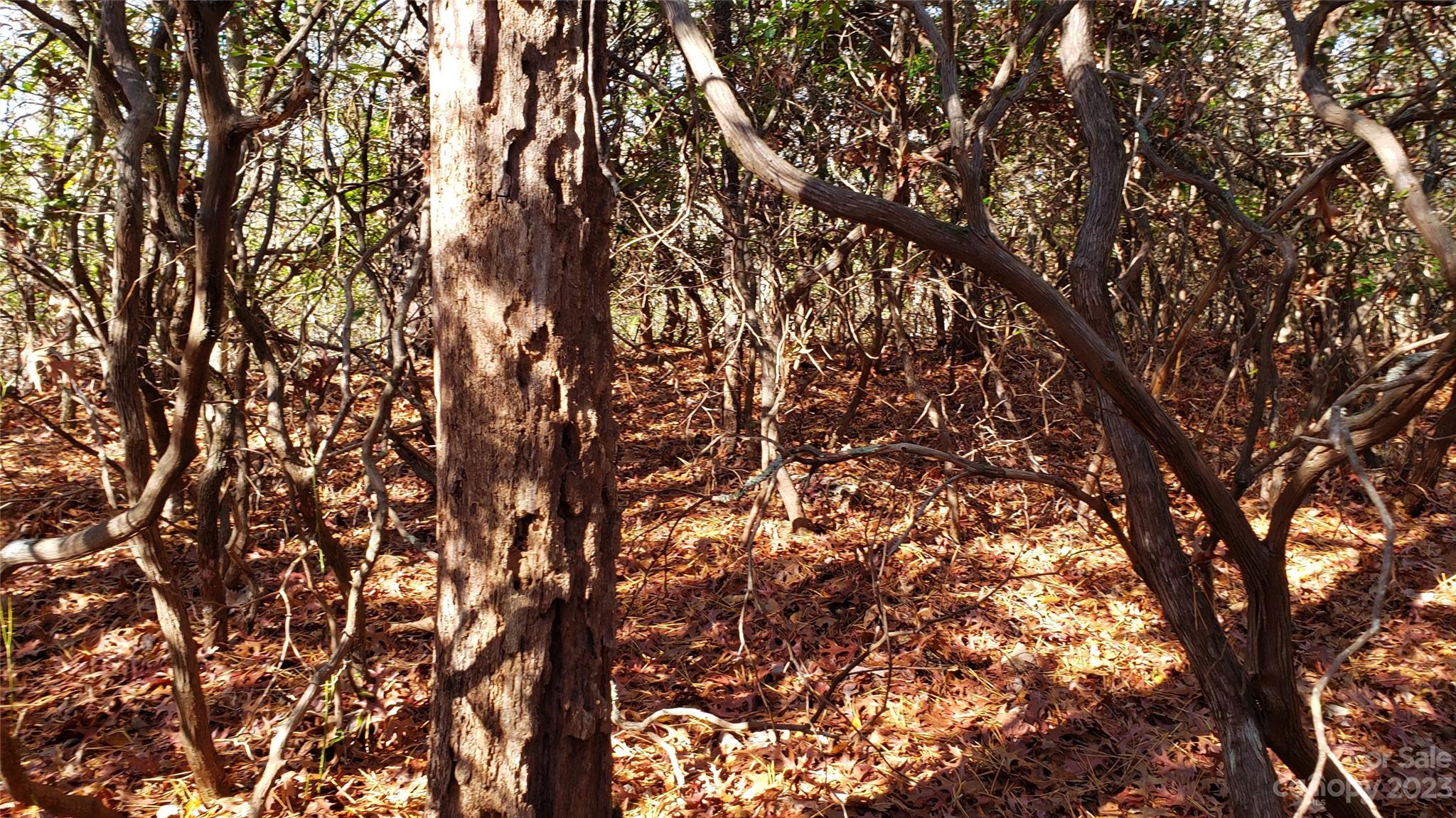 Sequoyah Woods - Land