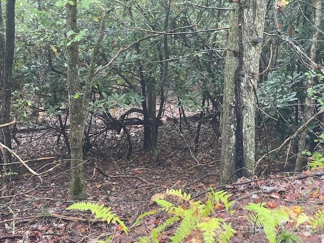 Pisgah Forest Farms - Land