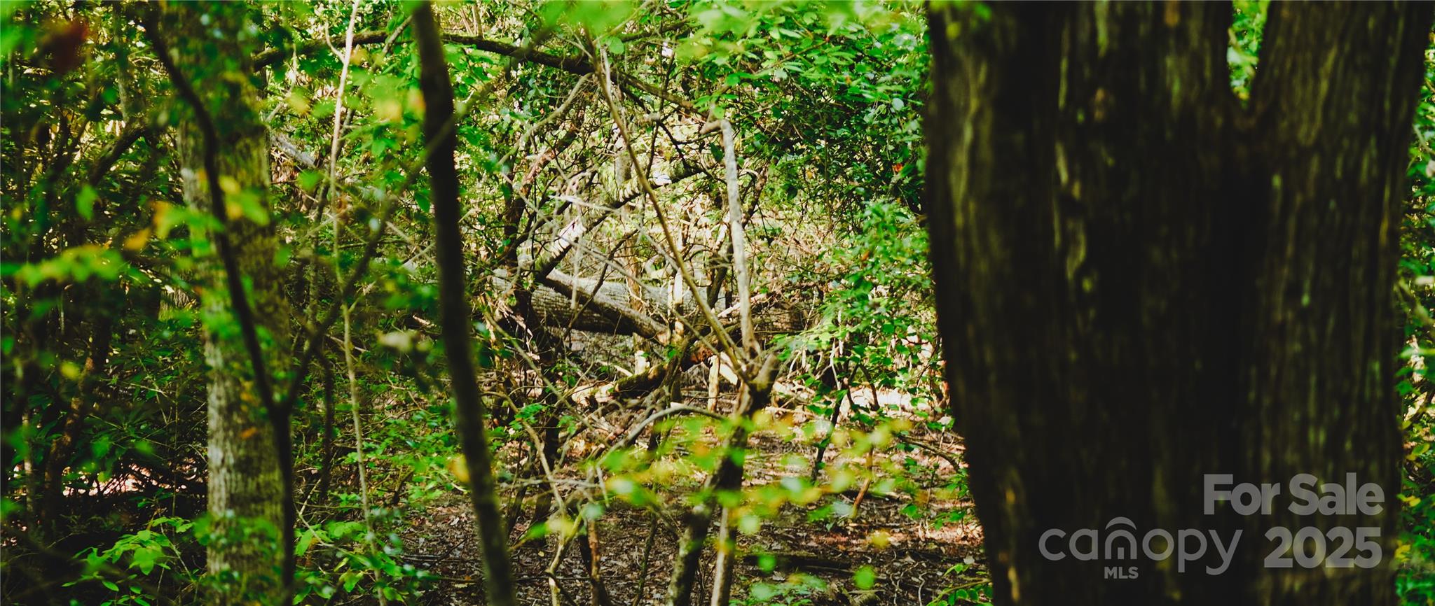 Pisgah Forest Farms - Land