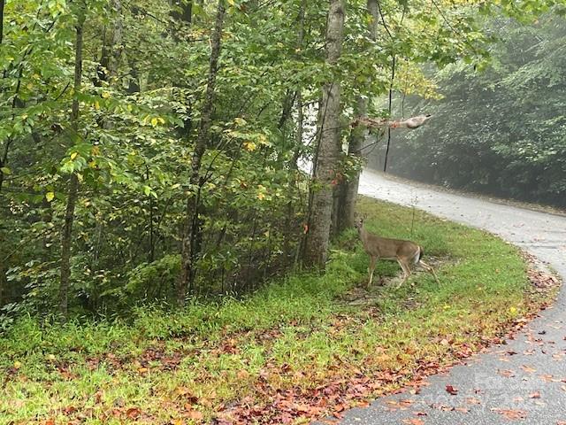 Pisgah Forest Farms - Land