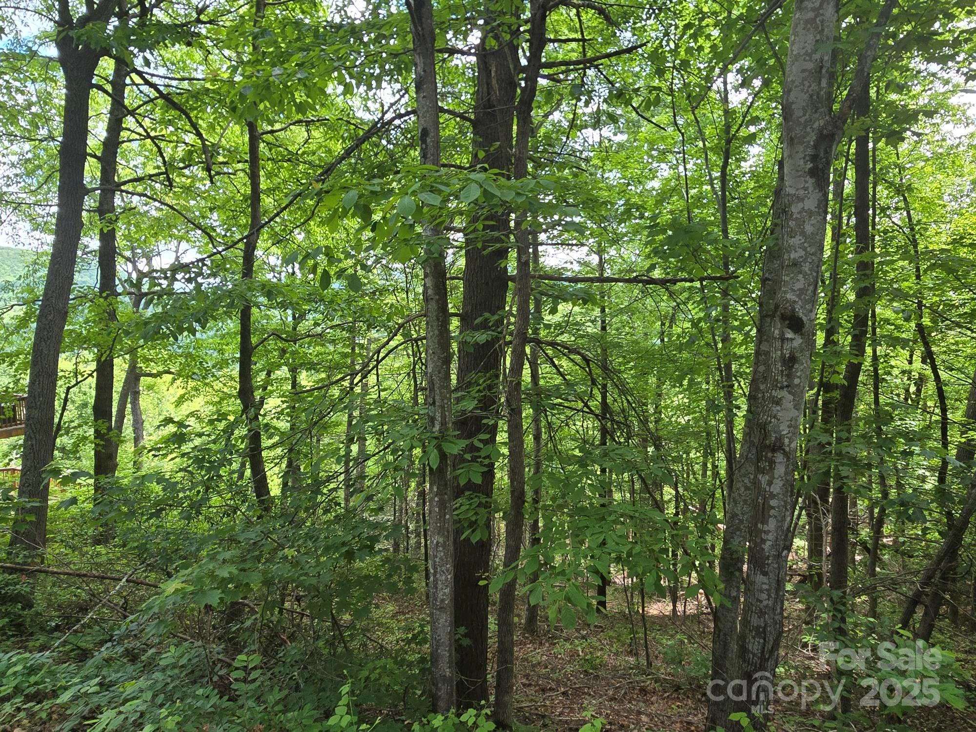 Rumbling Bald on Lake Lure - Land