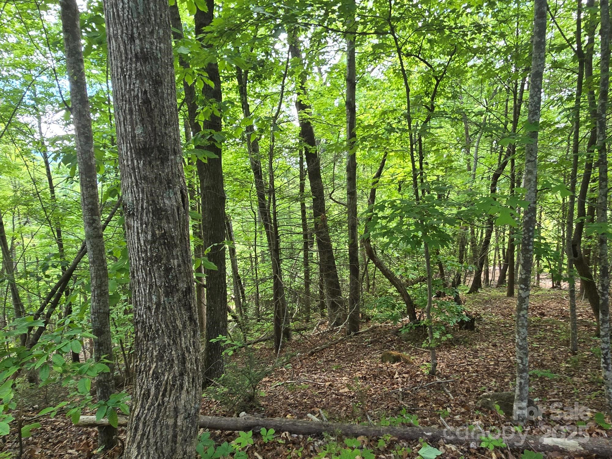 Rumbling Bald on Lake Lure - Land