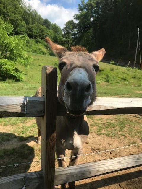 Cataloochee Mountain Estates - Land