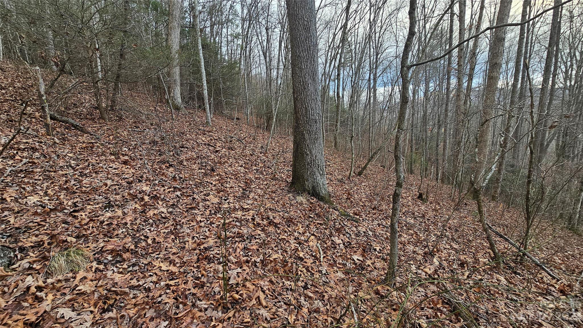 Seay Mountain - Land