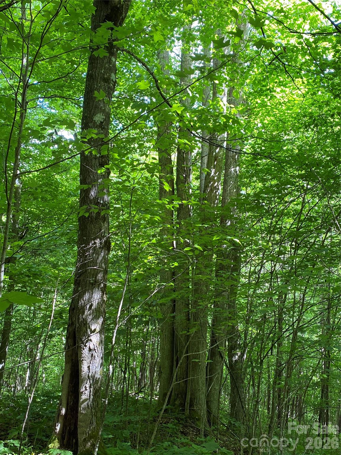 The Preserve at Wolf Laurel - Land