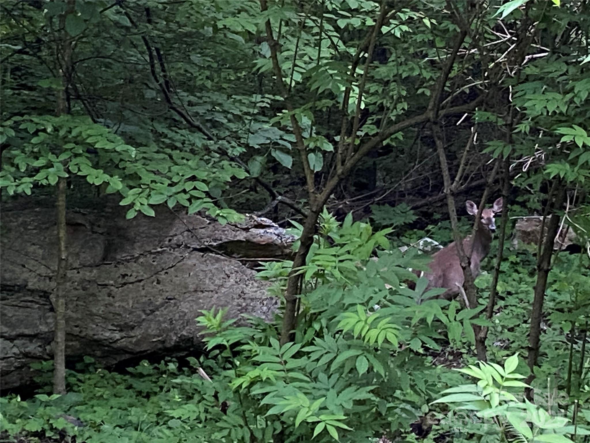 The Preserve at Wolf Laurel - Land