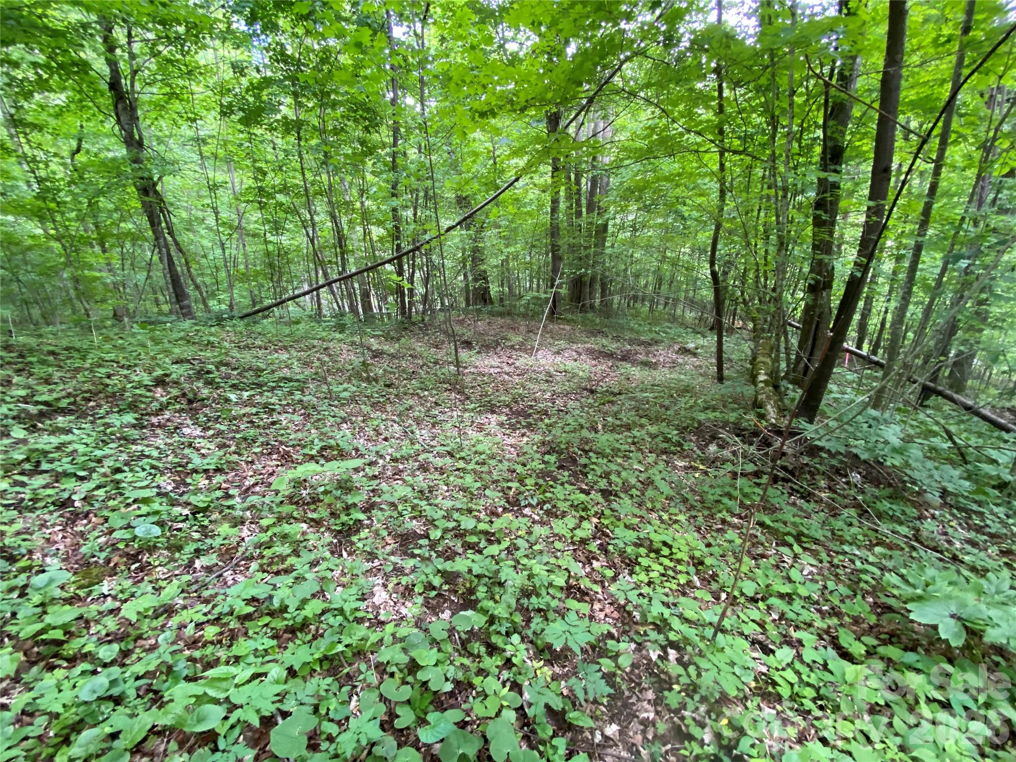 The Preserve at Wolf Laurel - Land