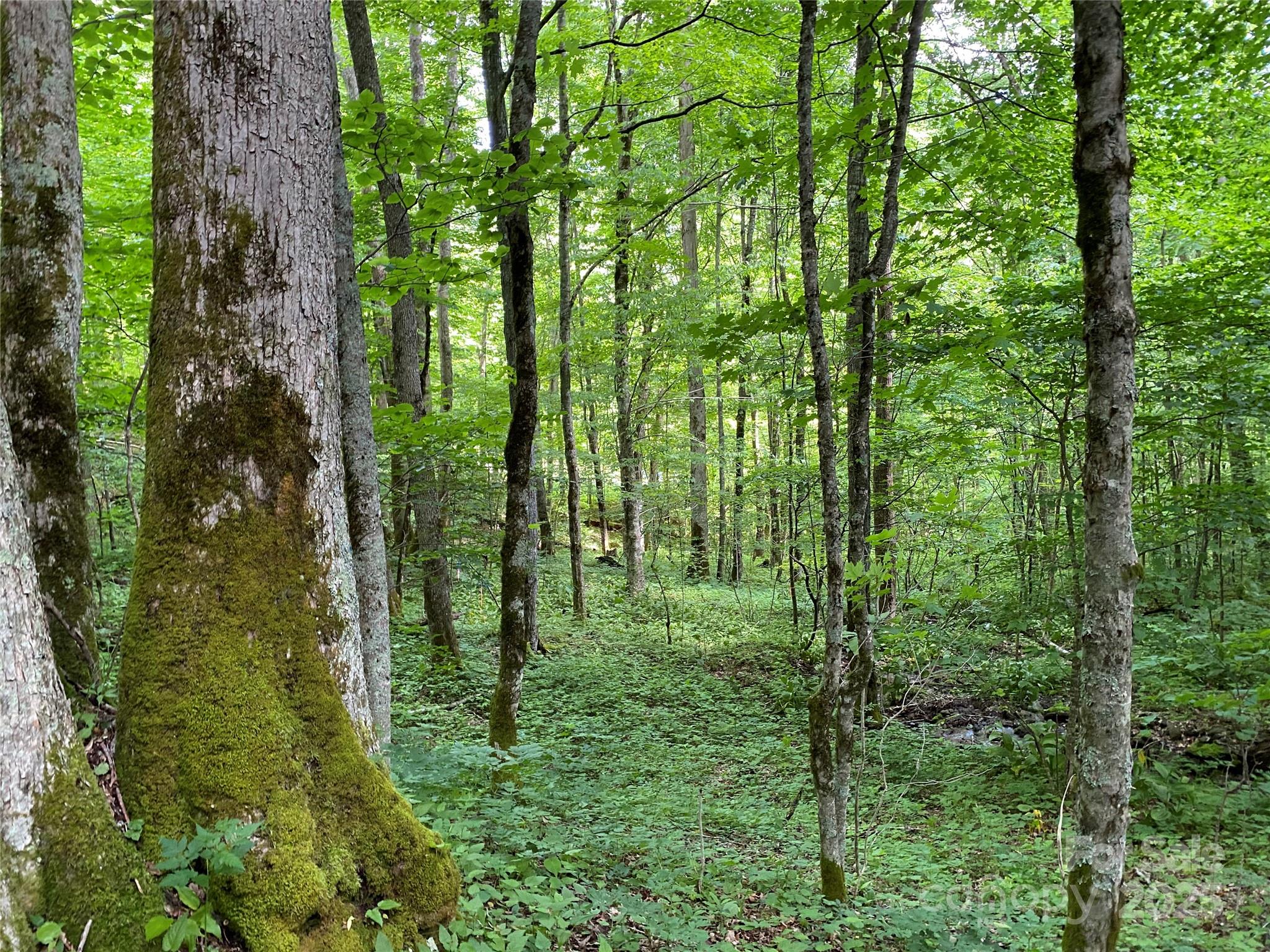 The Preserve at Wolf Laurel - Land