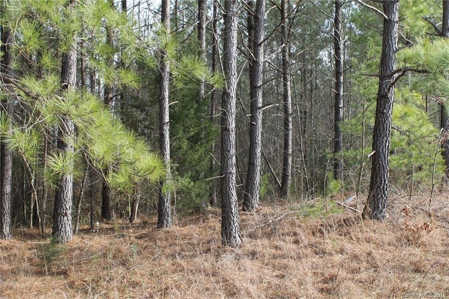 Large Hybrid Loblolly pines, approx. 15 +/- years old placed throughout. Nice Timber on this track. Flowing Streams attract turkey, deer, and lots of wildlife. Excellent road frontage! Additional large adjoining land potentially available.  20 min to Statesville, Wilkesboro, Yadkinville, & Elkin! Great location that is in between everything! Good topography though out. Possible owner financing available.