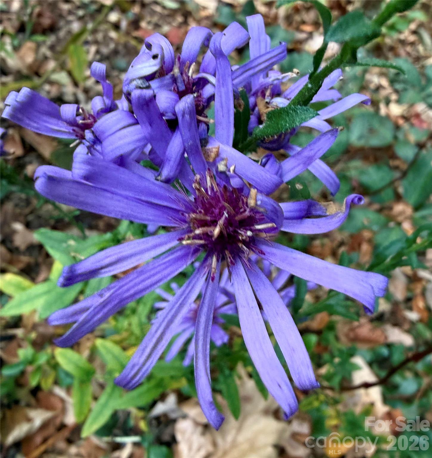 Greenwood - Residential