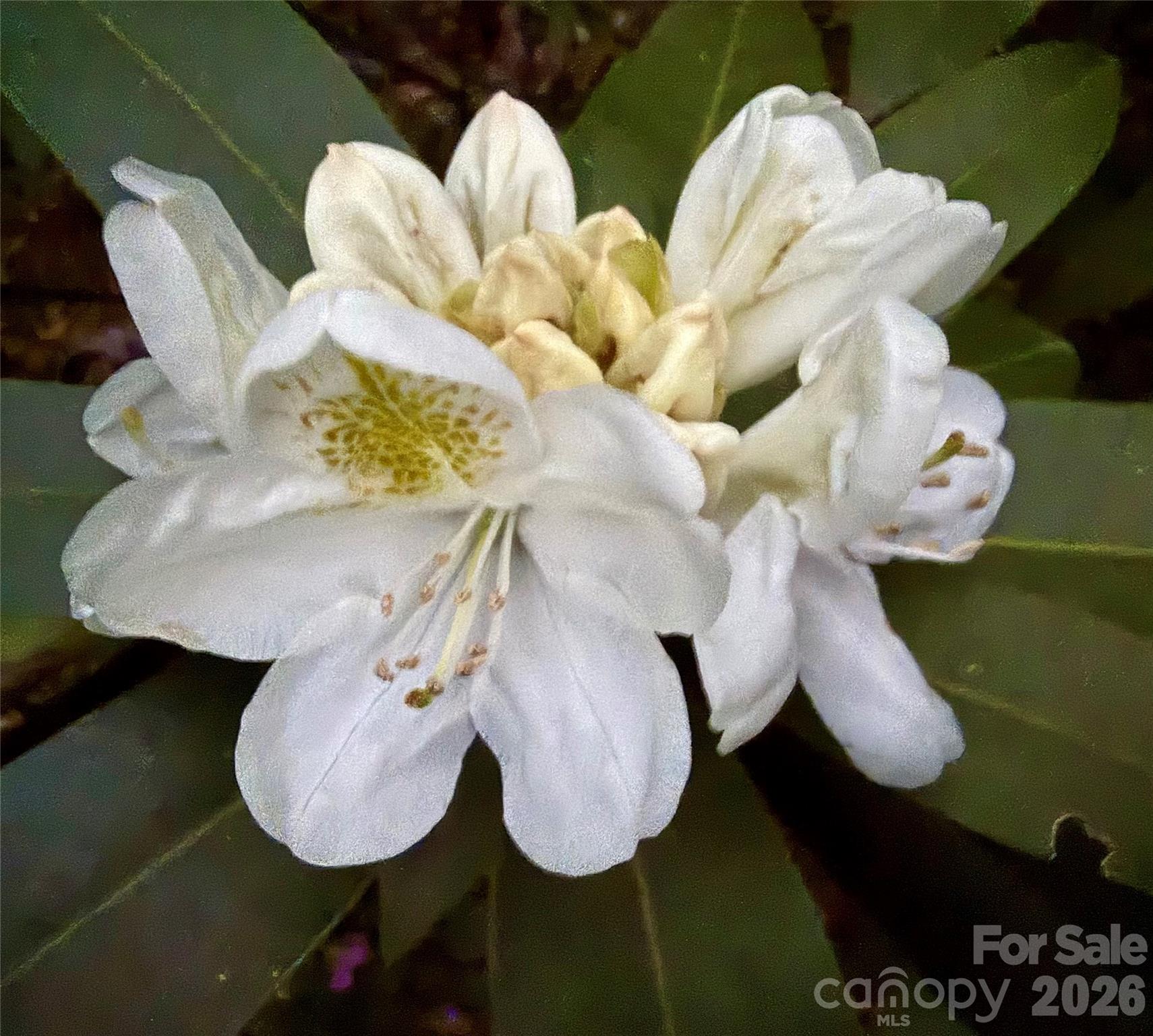 Greenwood - Residential