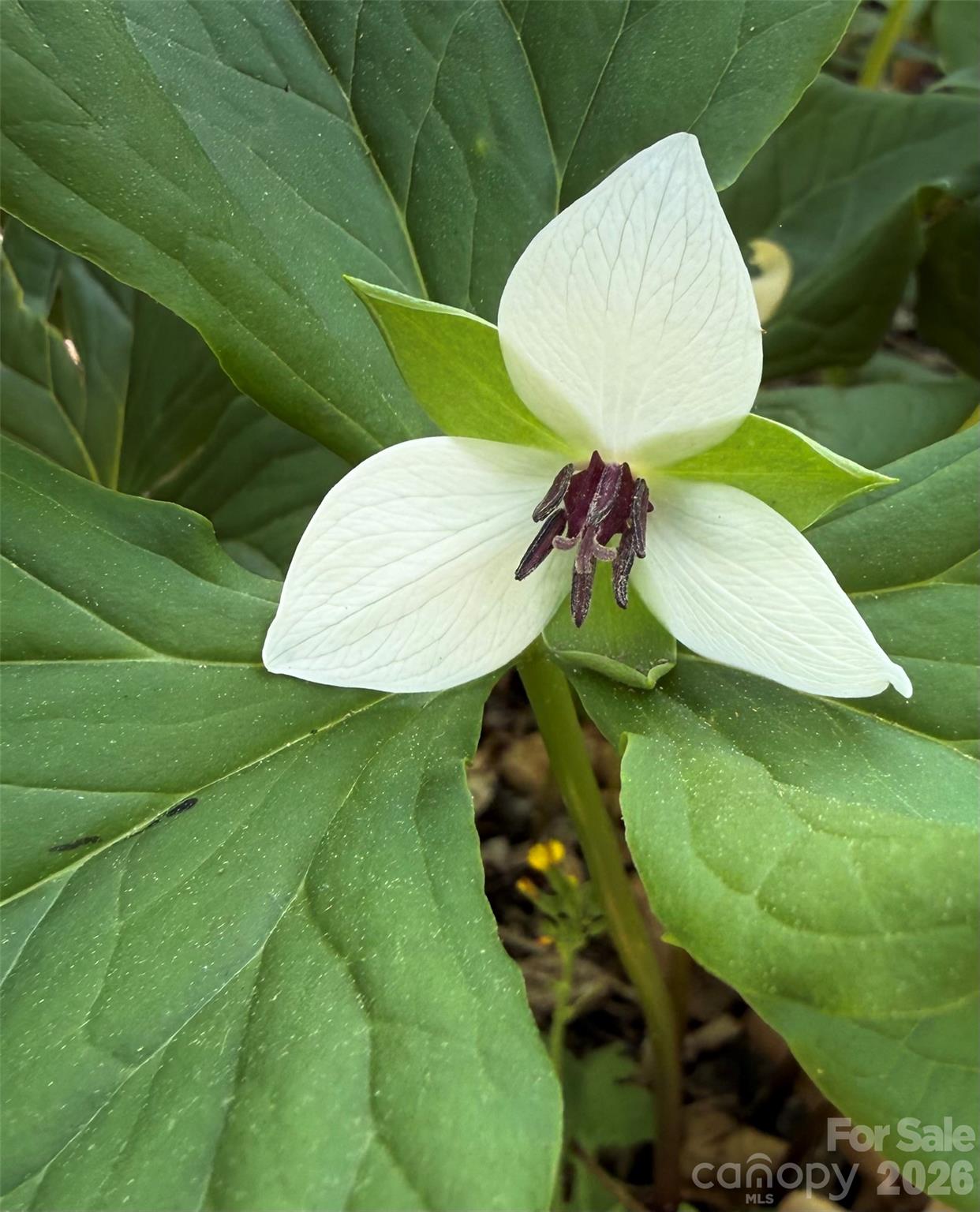 Greenwood - Residential