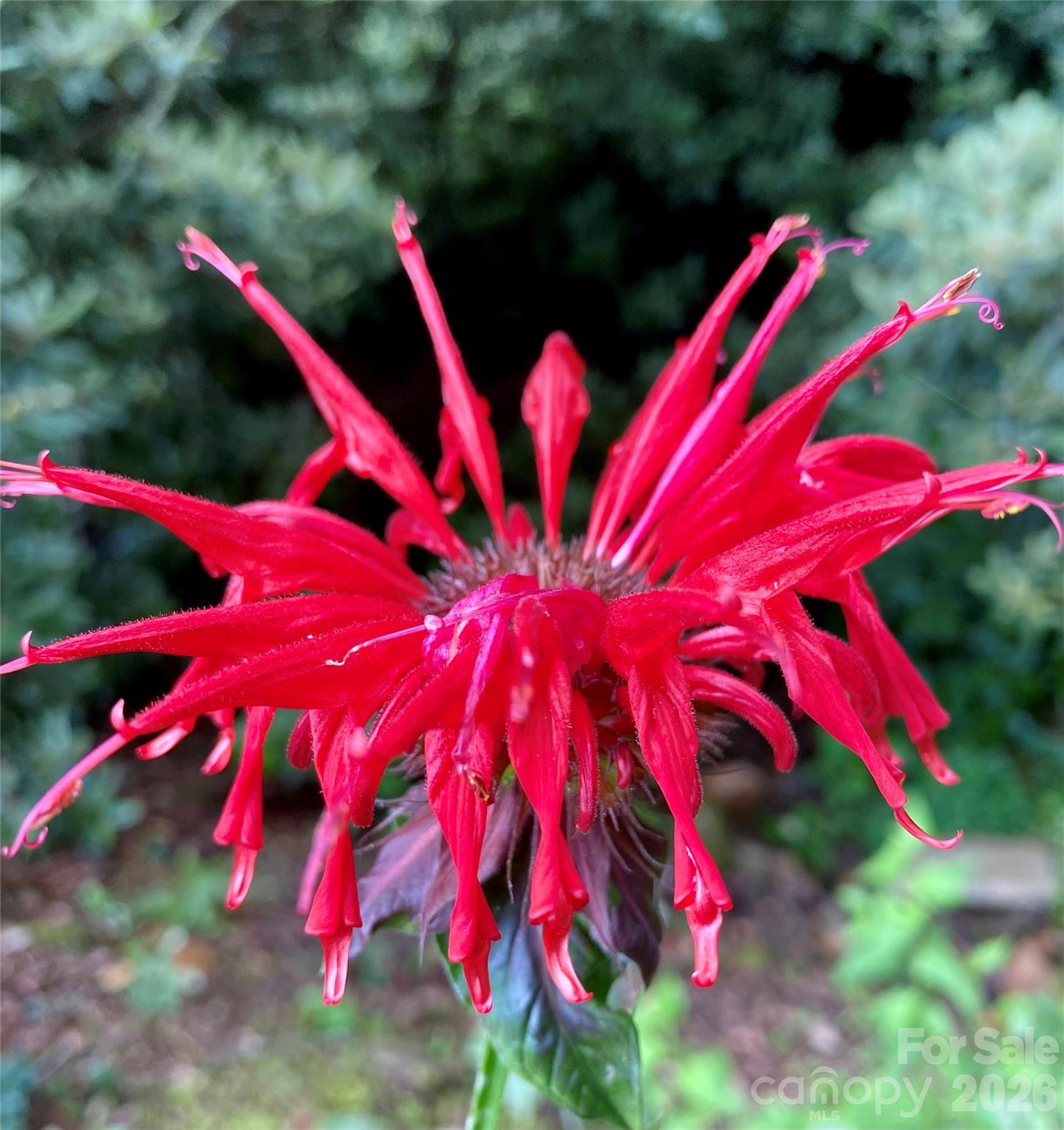 Greenwood - Residential