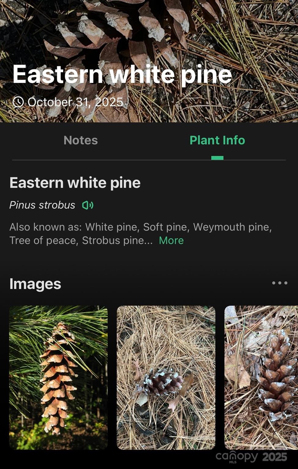 The Peninsula at Lake James - Land