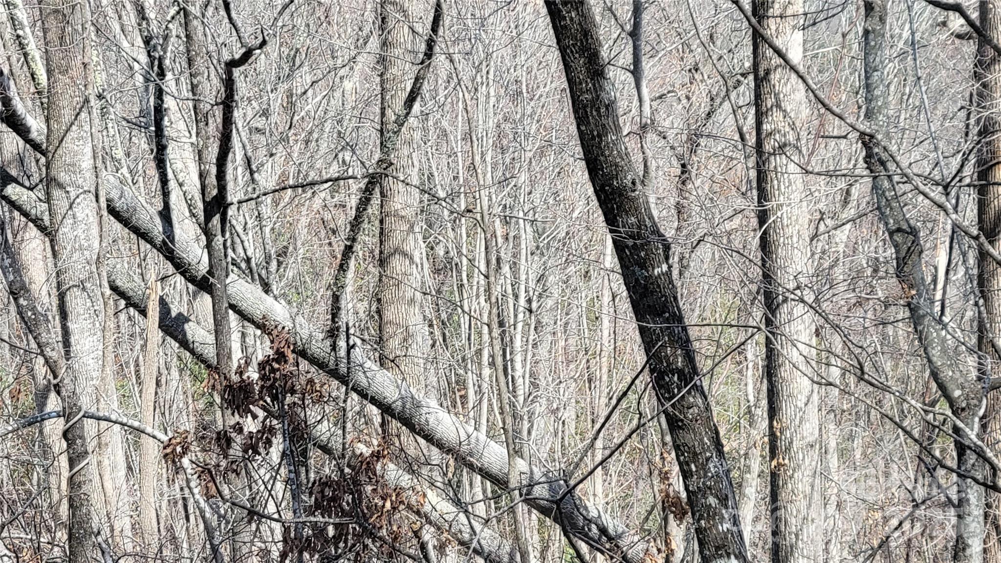 Moonshine Mountain - Land